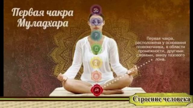 Самопознание. Часть 10. Строение человека.