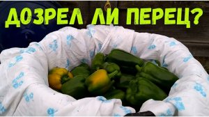 Получается ли дозреть перец в домашних условиях?