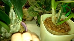 Дендробиум Линдли, полив.