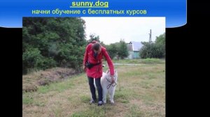 Команда "рядом". Начало дрессировки самоеда