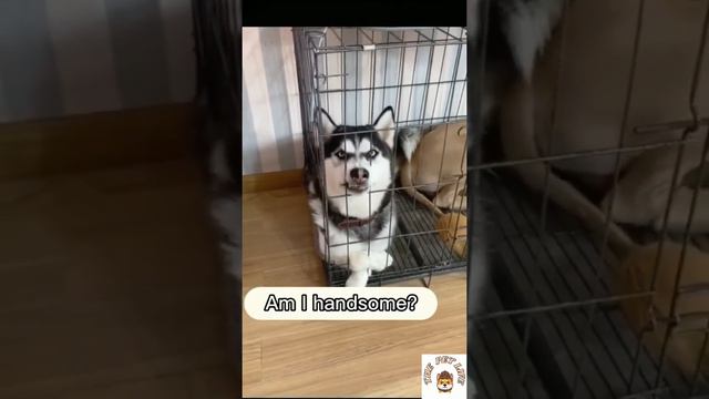 😂 Funny Husky Siberian - Cat | #funnydogs #huskydog #huskylovers #cat #lovedogs