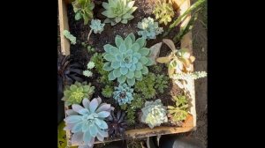 Succulent arrangement in wooden crate!