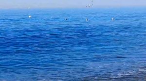 Море,чайки и прибой...Адлер.Сочи.2 января.