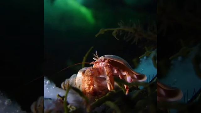 Обитатели Белого моря
