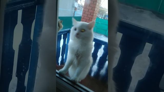 Кот проситься войти в дом через окно смотреть онлайн