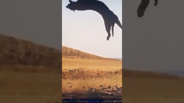 Flying Big Cat Catches a Bird. AMAZING