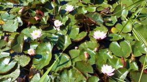 ПЕНИЕ КАМЫШОВКИ В СОПРОВОЖДЕНИИ ХОРА ЛЯГУШЕК НА КРАСИВОМ ПРУДУ ИЗ БЕЛЫХ И РОЗОВЫХ КУВШИНОК.