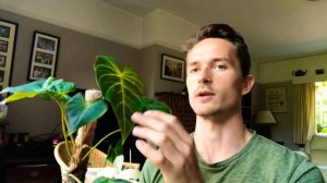 Plant Haul! My top 6 philodendron (for now...)