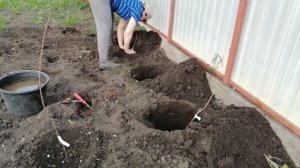 Дела садовые Посадка Малины и Винограда /Обалденный торт Gardening Planting Raspberries and Grapes