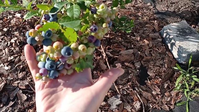 Созревание голубики😍Как выросли мои кусты🌱👌