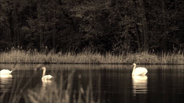 Озёрный берег спит в предутренней тиши... смотреть онлайн
