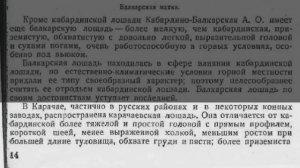 Очередная ложь о мифической карачаевской породе лошади.