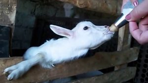 козленок пьет молоко..ржака!!