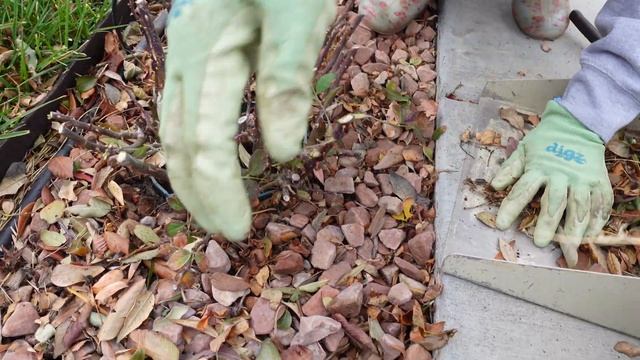 Pruning Roses (Part 1) смотреть онлайн