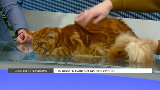 Почему коты сильно линяют? смотреть онлайн