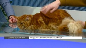 Почему коты сильно линяют?