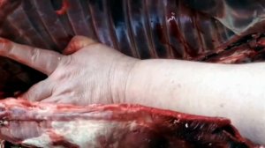 ЧЕСТНЫЙ ОТЗЫВ и ТЕСТ от охотника | Охотничьи ножи ручной работы