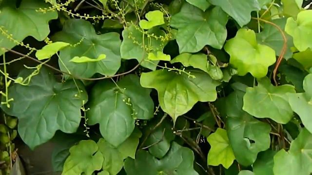 Август Прогулка по саду смотреть онлайн