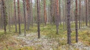 Перовы//Какая семья, такой и праздник//Обзор видео//