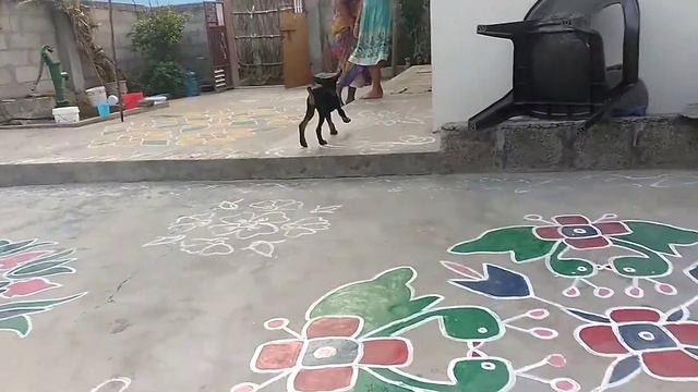 2 MONTHS COMPLETE DOBERMAN PUPPY смотреть онлайн