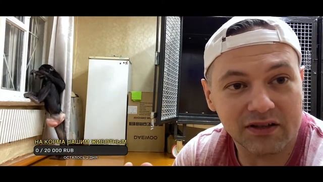 Серебряная кнопка YouTube и Новости Сегодня | Дан Запашный и Шимпанзе Боня | Прямой эфир 25.01.22 смотреть онлайн