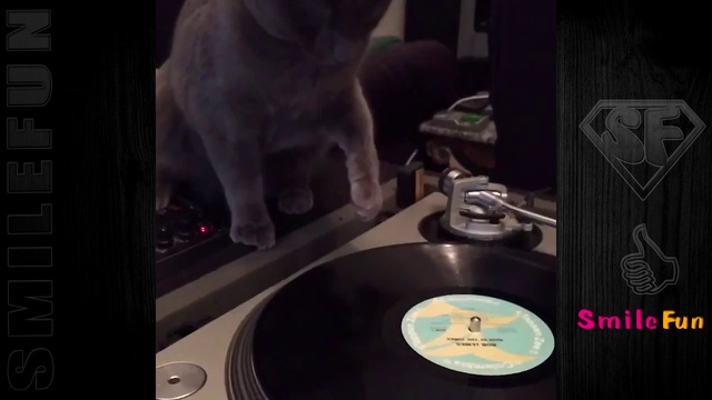 Смешные Коты ДО СЛЕЗ Приколы с Котами Кошками 2018