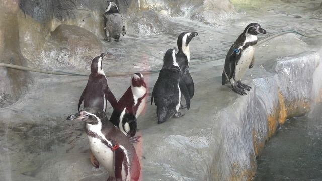 S1330001.MP4 смотреть онлайн