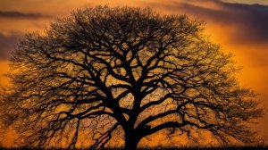 Силуэт дерева