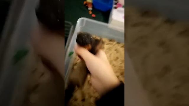 Типы лошадей смотреть онлайн