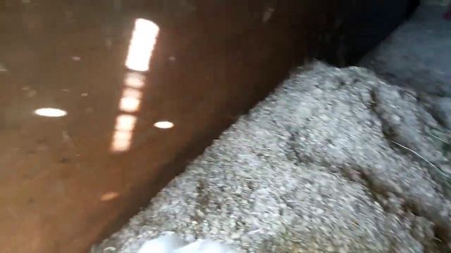 Открытие сезона зеленой травки Для наших коровушек смотреть онлайн