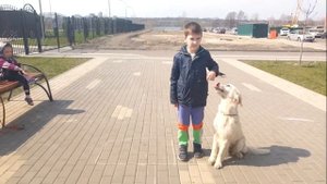 Золотистый ретривер работает с детьми