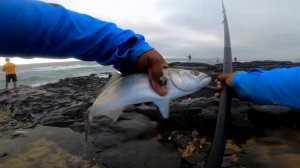 Shad Frenzy in Amanzimtoti !!! - One of the last sessions for 2023