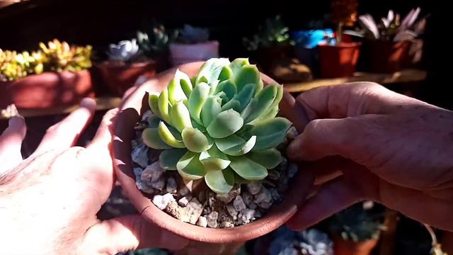 12 Maravilhosas suculentas com identificação смотреть онлайн