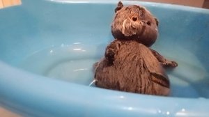 Пятничное купание Басика