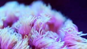 Goniopora Stokesi Coral