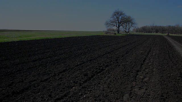 Посев горчицы под мотоблок