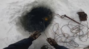 Поперечный перемет. ПЕРВАЯ ПРОВЕРКА. Налим в Енисее есть. #рыбалка #туруханск #налим