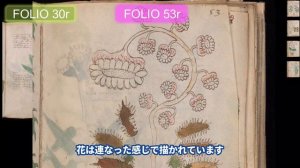 【ヴォイニッチ手稿】　フォリオ 30r この植物は何？（前編）