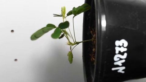 мимоза недотрога эксперимент гравитропизм