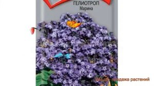 Гелиотроп обыкновенный Марина (marina) ? гелиотроп Марина обзор: как сажать семена гелиотропа Марин