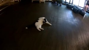 Котокафе "Чукотка" в Самаре.