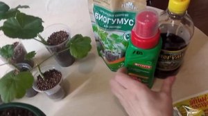 Подкормка герани (пеларгонии) после обрезки