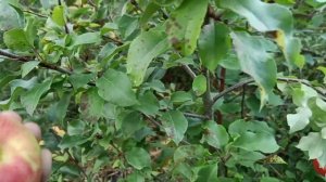 Сорт яблони Дыямент. Яблоня Дыямент. 29 сентября 2022 г