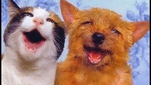 САМЫЕ СМЕШНЫЕ ЖИВОТНЫЕ#2. Приколы с котами и собаками. Смех до слёз.