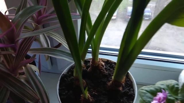 Неприхотливые комнатные растения на южном подоконнике в апреле смотреть онлайн