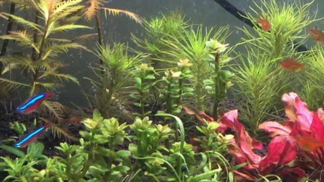 Pogostemon Erectus planting and 30 days of growth смотреть онлайн