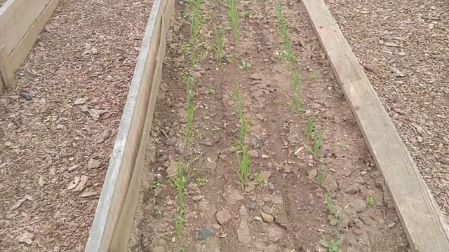 10.06.21. Обзор дачи. Поливаю зольной водой перцы, баклажаны, огурцы. Лук поливаю солёной водой. смотреть онлайн