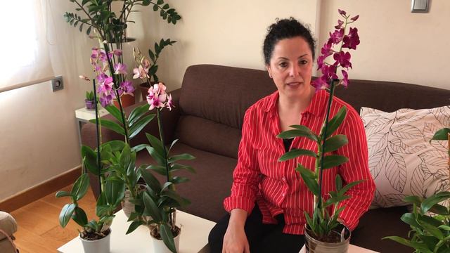 Dendrobium phalaenopsis смотреть онлайн