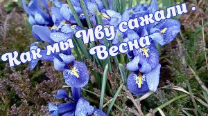 Как мы Иву сажали. Весна