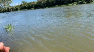 #80 #мормышинг | Крупный окунь на Dayo Prestige | Жара | река Дон | Mepps Aglia 0 | Море эмоций |